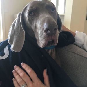 Meet your Posher, Payton